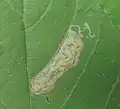 Blotch mine later instar larva