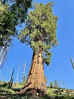 "Telescope" sequoia tree, Yosemite National Park, CA (July 2023)