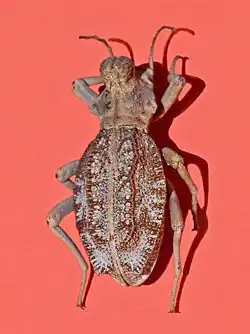 Sepidium sp., Sepidiina