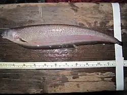 Tenebrosternarchus preto