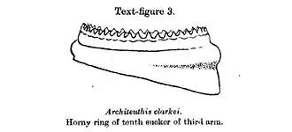 #107 (14/1/1933), Horny ring of tenth sucker of arm III (Robson, 1933:684, text-fig. 3; see also first sucker of same)