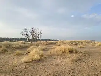 Looking towards Tentsmuir Forest from the coast near Tentsmuir Point