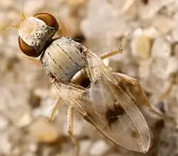 Top down photograph of the fly Tethina lusitanica