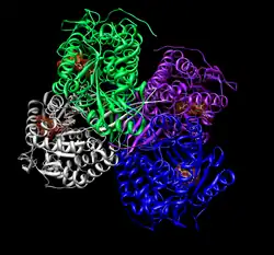 Tetramer of aldehyde dehydrogenase 2 with a space filling model of NAD+ in each active site.