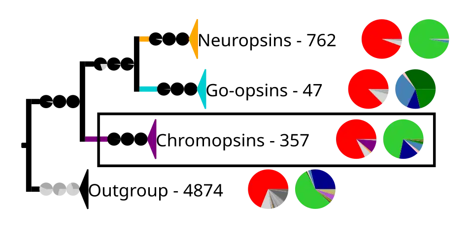 Most tetraopsins have also the retinal binding lysine except some of the chromopsins, which are highlighted by the frame and expanded in the next image. The outgroup contains other G protein-coupled receptors including the other opsins.