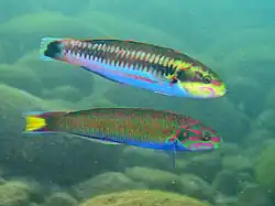 T. cupido (top) and hybrid T. cupido x lunare (bottom).