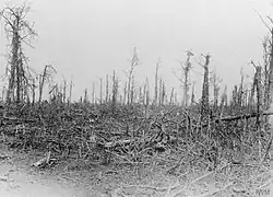 A photo of a devastated treeline showing broken trunks and limbs.