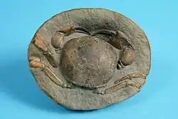 A Miocene crab (Tumidocarcinus giganteus) from the collection of the Children's Museum of Indianapolis