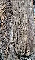Close up of a timber at ground level, where multiple holes can be clearly seen, as a result of previous woodworm infestation