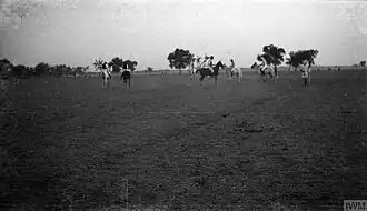 Photograph of British officers playing polo