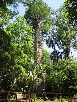 Adult male standing about fifteen feet in front of a 125-foot tree