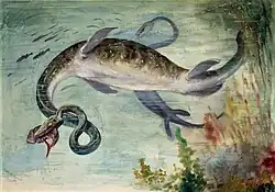 Old paleoart of two elasmosaurs with inaccurately curled necks. One is in the foreground with a fish in its mouth and the another chasing fish in background.