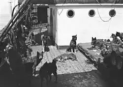 The dogs on first boarding Aurora in London