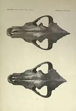 The fauna of Rancho La Brea, by John C. Merriam[clarification needed]