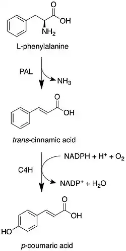 The first steps of angelicin biosynthesis