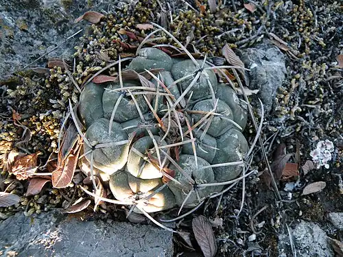 Plant growing in Guadalcázar, San Luis Potosí