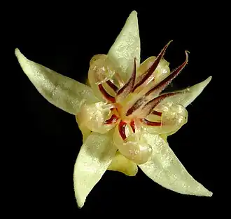 Macrophotography of flower (open)