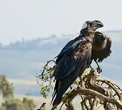 Thick-billed raven courtship, Simien Mountains, Ethiopia