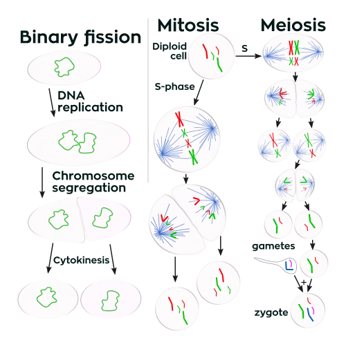 drawing of showing the processes of binary fission, mitosis, and meiosis