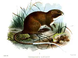 Drawing of brown and white spiny rat