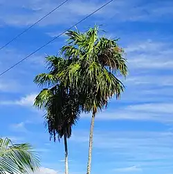 Thrinax radiata seedling in Everglades City, FL