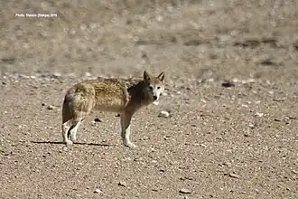 Himalayan wolf (Canis lupus chanco)