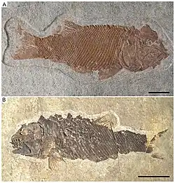 The Middle Triassic Ticinolepis