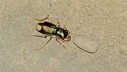 Type of beetle