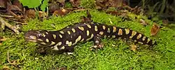 Tiger salamander (Ambystoma tigrinum)