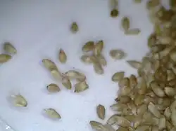 Seeds