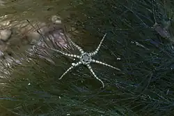 Ophiactis savignyi, an Ophiactidae