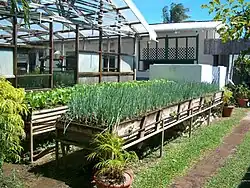 Herb garden at Kariwak Village in Tobago