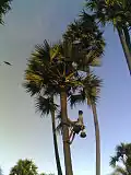 A young toddy-picker climbing a palm tree to collect palm sap, Visakhapatnam, India