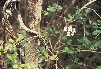 Tolumnia sp. in the forest.