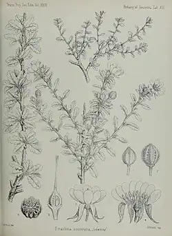 "botanical illustration"