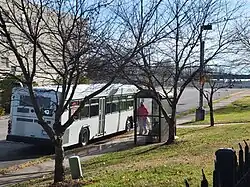 White bus, seen from behind next to two trees in winter