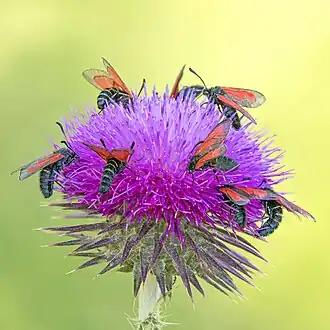 on a thistle in Turkey