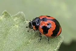 Coccinella transversalis