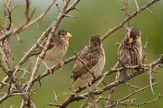 Females in breeding plumage with yellow bills, South Africa