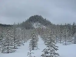 Mountain full of trees in the snow