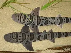 View from above of two leopard sharks lying on the sand side-by-side