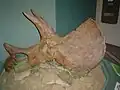 triceratops skull