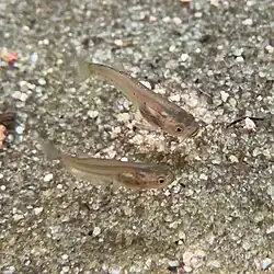 Photograph from the top and side of two fish in the water above a sandy ground