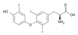 Triiodothyronine (T3), another thyroid hormone.