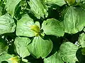 Trillium luteum