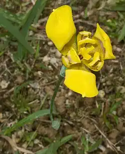 Flower of T. martinicensis, naturalized in Malaysia