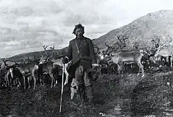 Male Inuk with a herd of reindeer, imported from the Sámi people, in Amadjuak