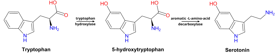 Metabolic pathway from tryptophan to serotonin.
