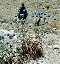 Echinops macrophyllus in Iran