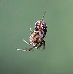 Tuftlegged Orbweaver (Mangora placida) lateral view